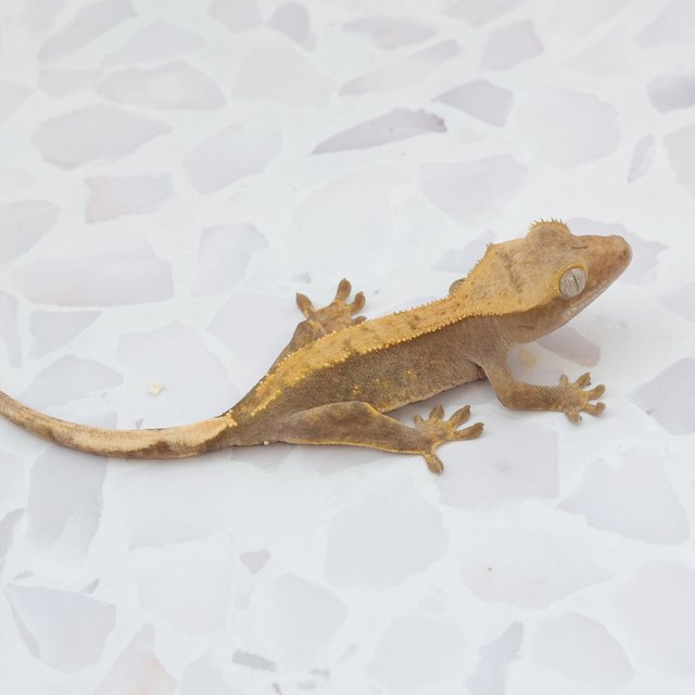 Hypo