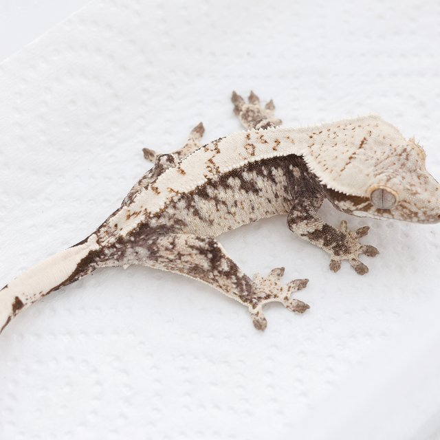 Extreme Harlequin Tri Drippy White Spot