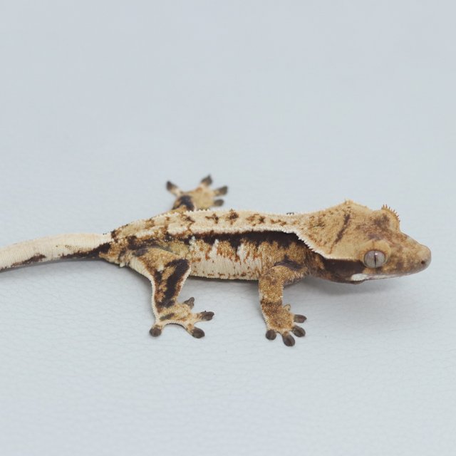 Normal Tri Extreme Harlequin Tangerine