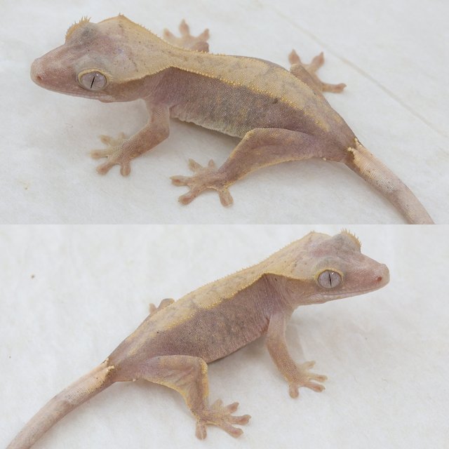 Hypo