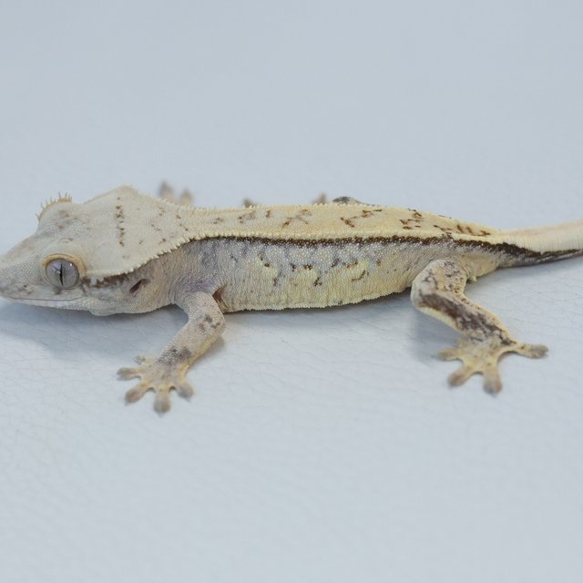 화이트스팟 노멀