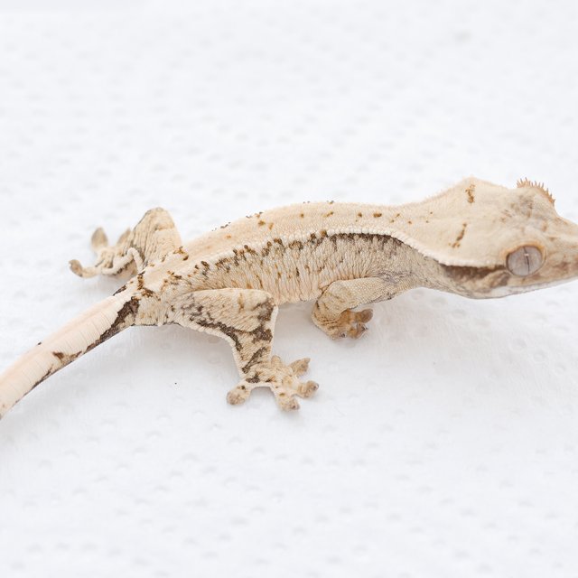 Drippy White Spot Tri Extreme Harlequin