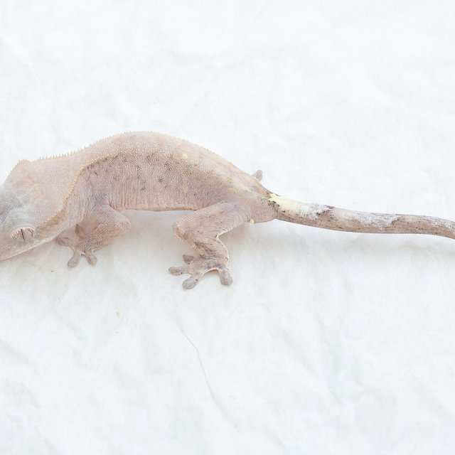 Cappuccino Hypo