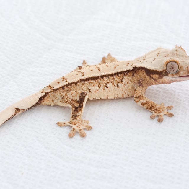 Tri Extreme Harlequin Quad Normal