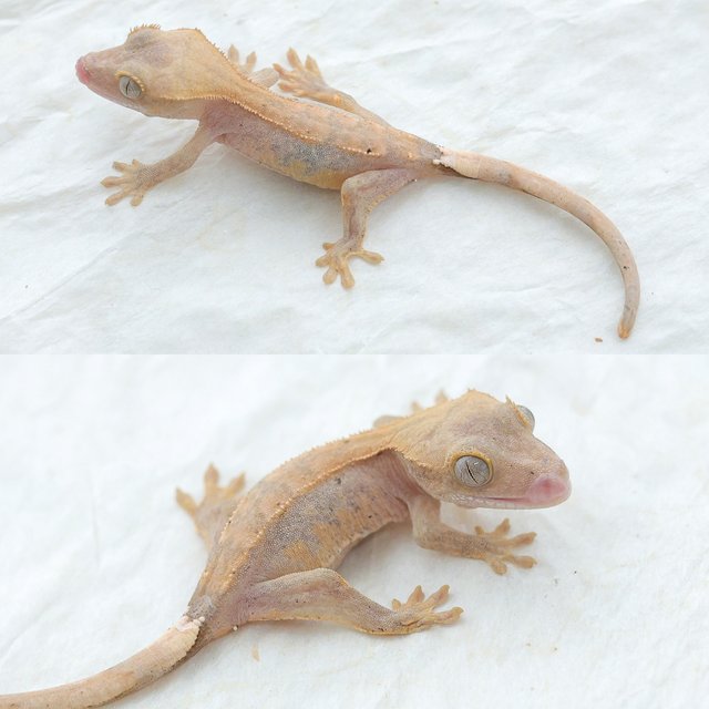 Hypo