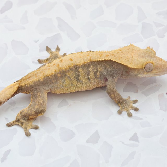 Hypo