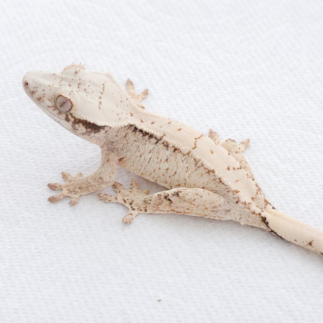 Drippy White Spot Tri Extreme Harlequin Normal