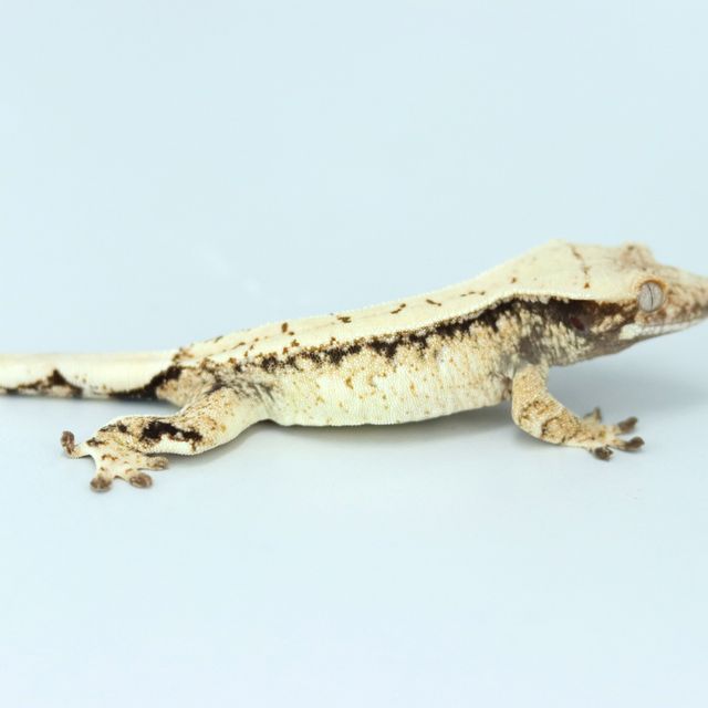 노멀 트라이 드리피 화이트스팟 익스트림할리퀸