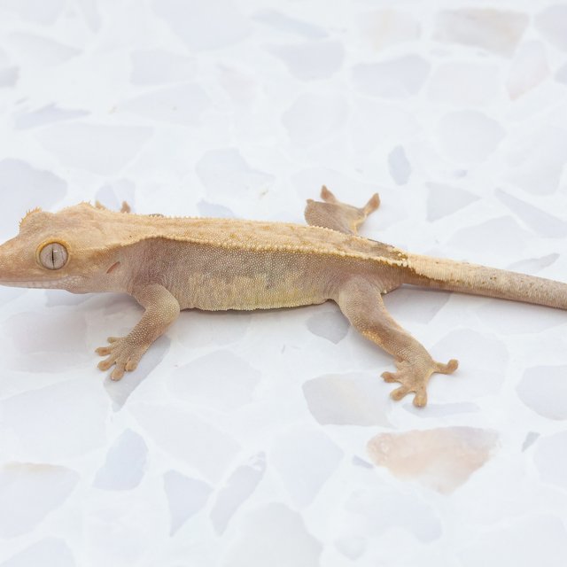 Hypo