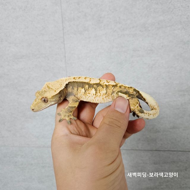 트라이 익스트림할리퀸