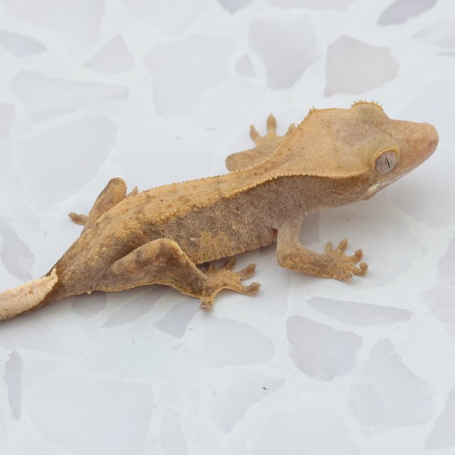 Hypo