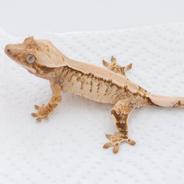 Tri Extreme Harlequin Quad Normal