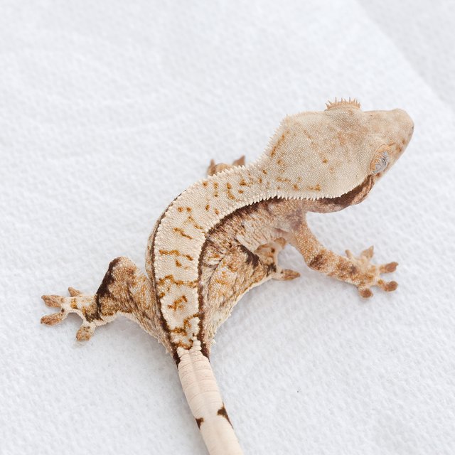 Tri Extreme Harlequin Quad Pinstripe Normal