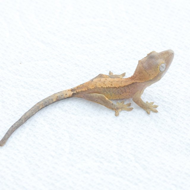 Hypo Normal