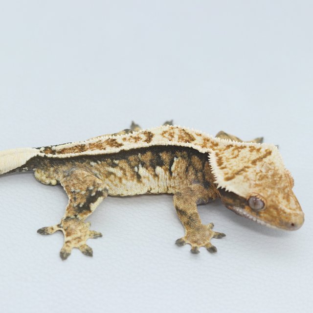 Normal Tri Tangerine Quad Pinstripe