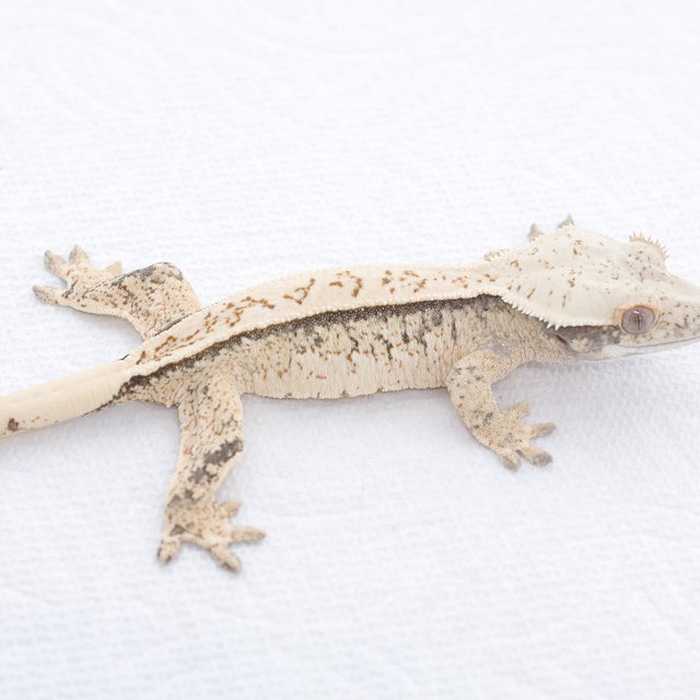 Drippy White Spot Extreme Harlequin Normal