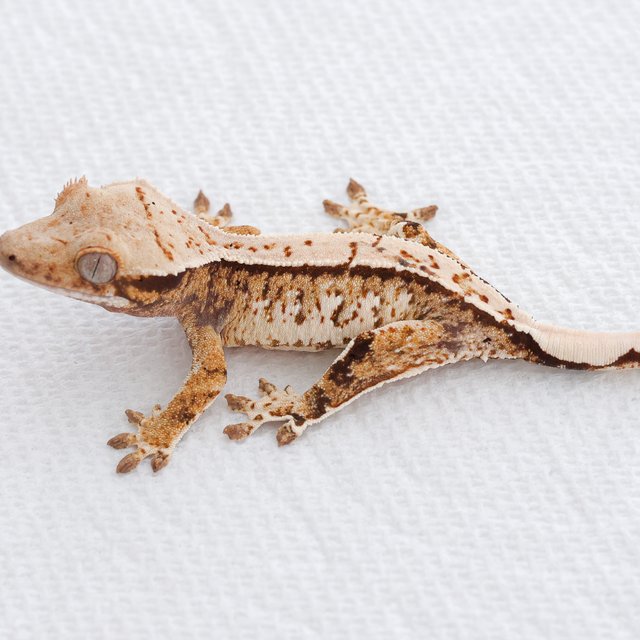 Tangerine Tri Extreme Harlequin White Spot