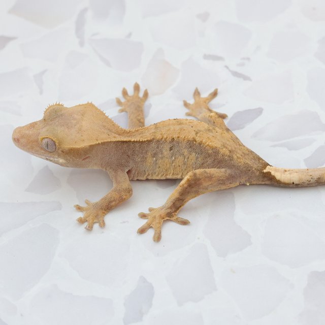 Hypo