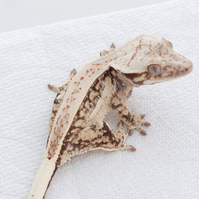 Tri Extreme Harlequin Quad Full Pinstripe Normal