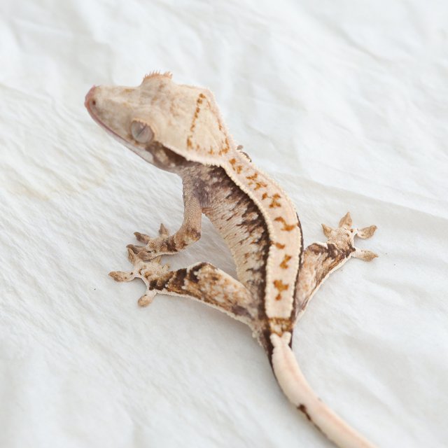 Tri Extreme Harlequin