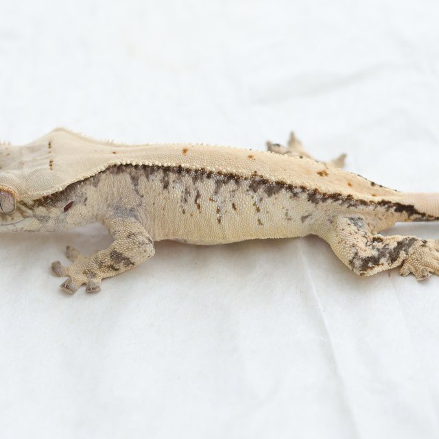 Tri Drippy White Spot Extreme Harlequin