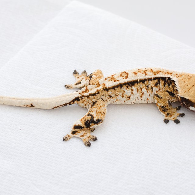 Tri Extreme Harlequin Normal