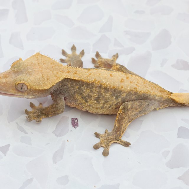 Hypo