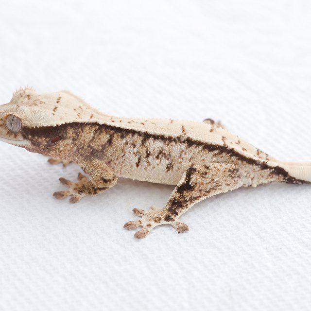 Drippy White Spot Tri Extreme Harlequin Normal