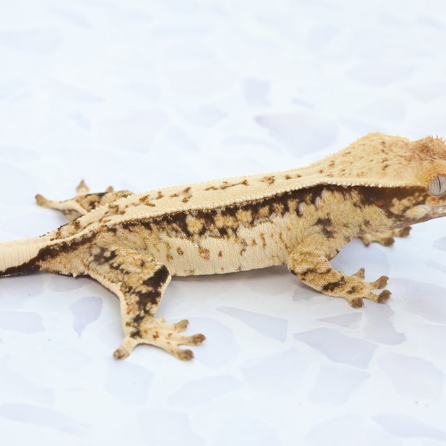 Drippy White Spot Tri Extreme Harlequin Quad Full Pinstripe