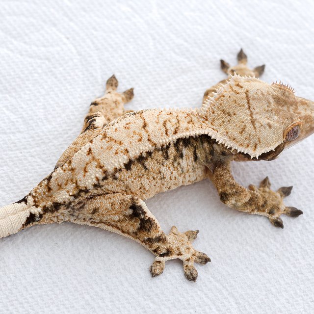 드리피 화이트스팟 트라이 익스트림할리퀸