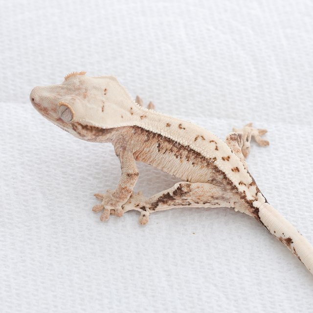 Tri Extreme Harlequin Drippy White Spot Normal