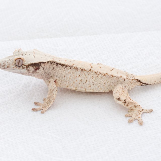 Drippy White Spot Tri Extreme Harlequin Normal