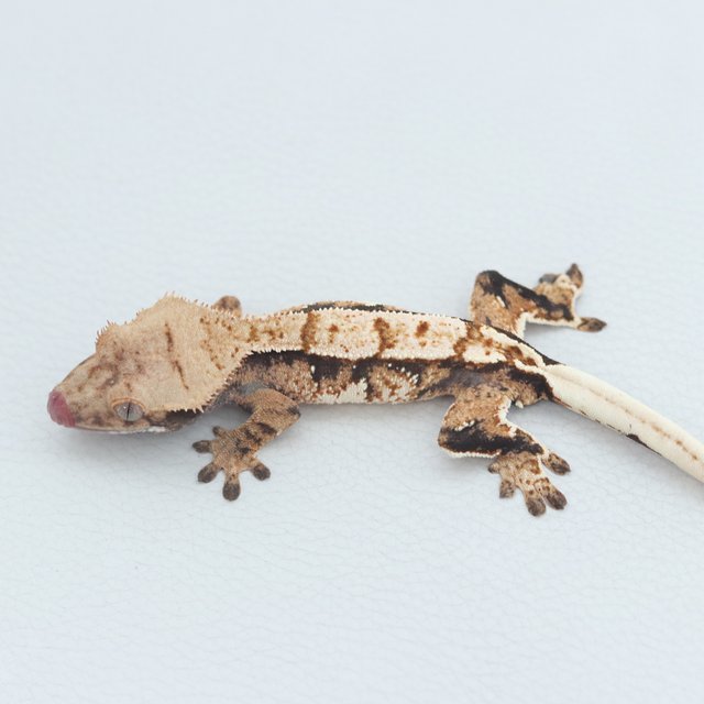 Normal Tri Extreme Harlequin Tangerine