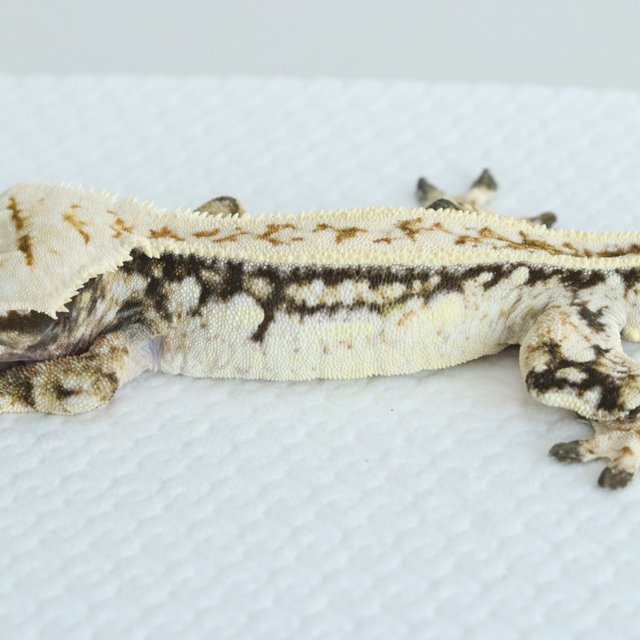 Quad Tri Extreme Harlequin Drippy White Spot Full Pinstripe