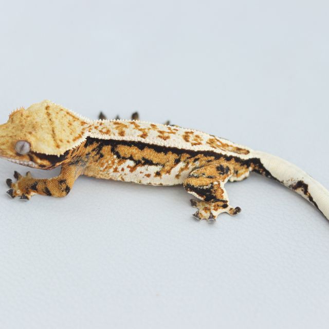 Tangerine Full Pinstripe Tri Quad Normal