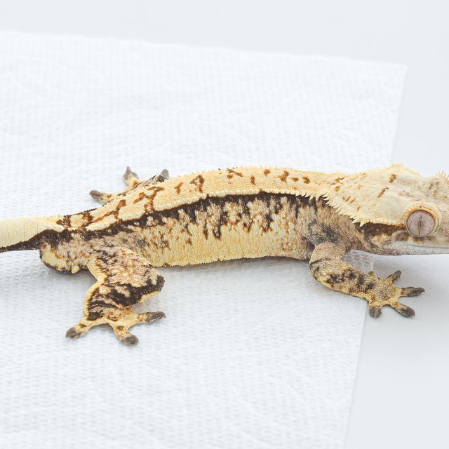Normal Tri Extreme Harlequin