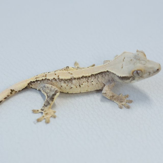 노멀 트라이 익스트림할리퀸