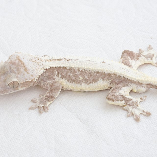 Lilly Axanthic
