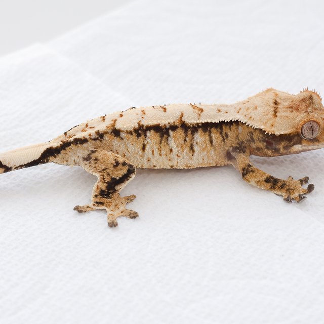 Drippy White Spot Tri Extreme Harlequin Normal