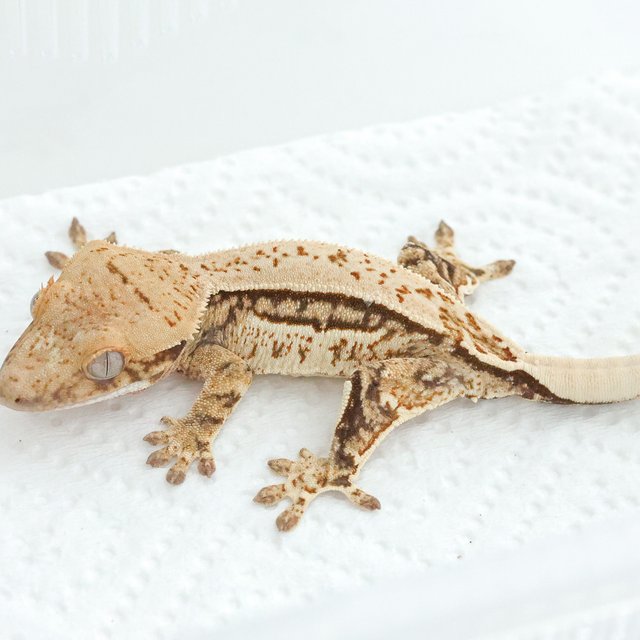 트라이 쿼드 풀핀