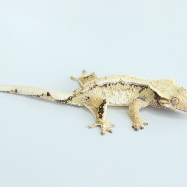 노멀 트라이 익스트림할리퀸 화이트스팟