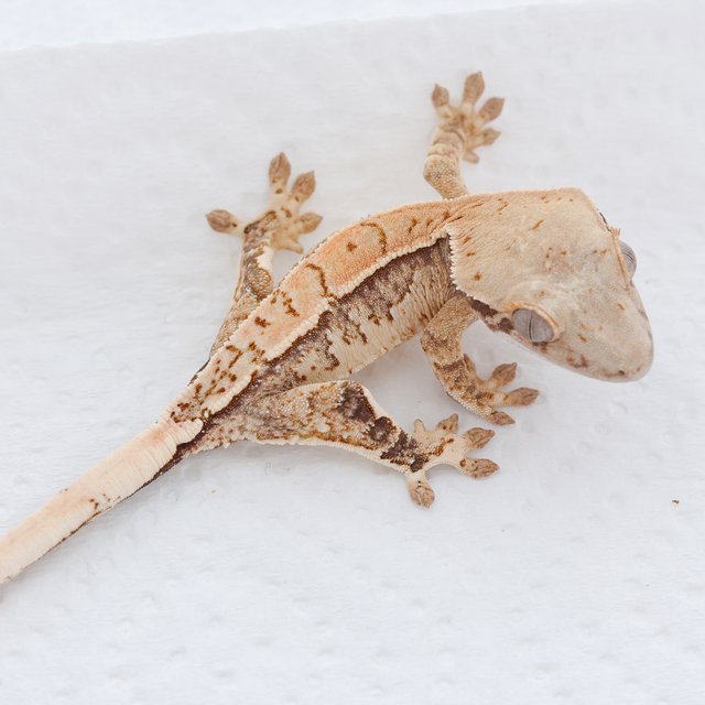 Drippy White Spot Tri Extreme Harlequin Normal