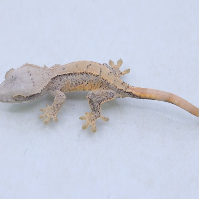 트라이 익스트림할리퀸 쿼드 드리피 화이트스팟