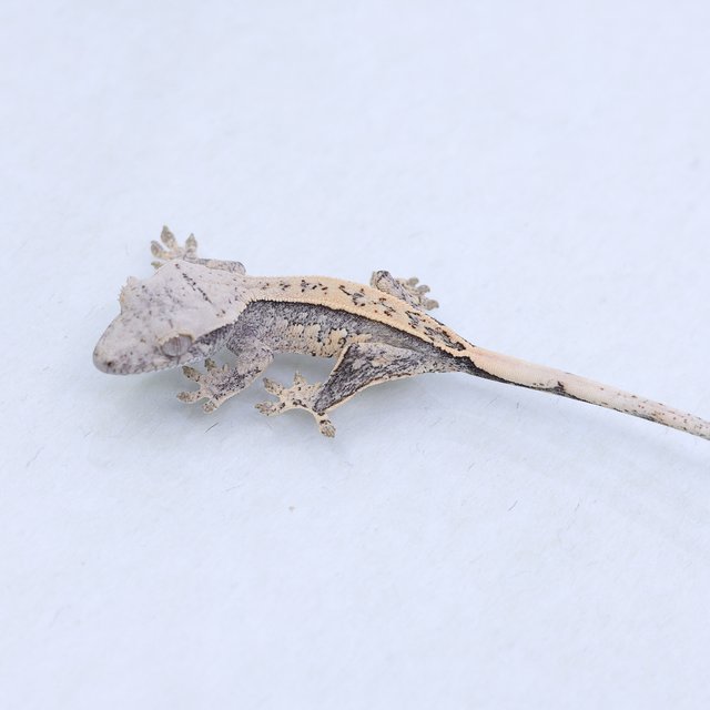 트라이 익스트림할리퀸 쿼드 풀핀