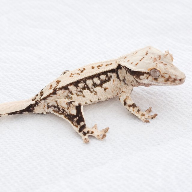 Quad Tri White Spot Normal