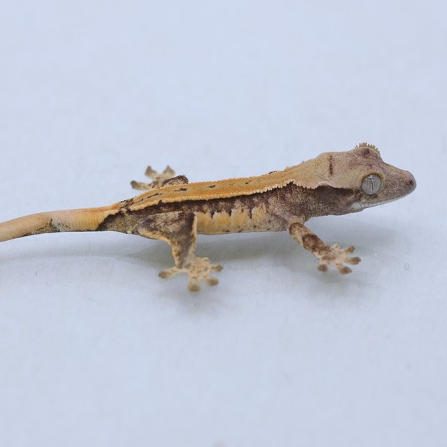 드리피 화이트스팟 트라이 익스트림할리퀸