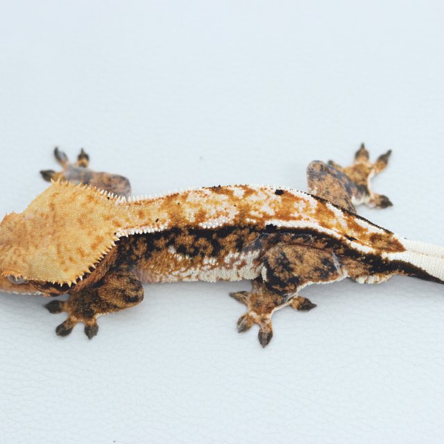 Normal Tri Extreme Harlequin Tangerine