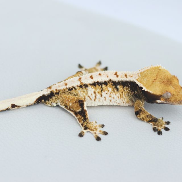 Tangerine Tri Extreme Harlequin