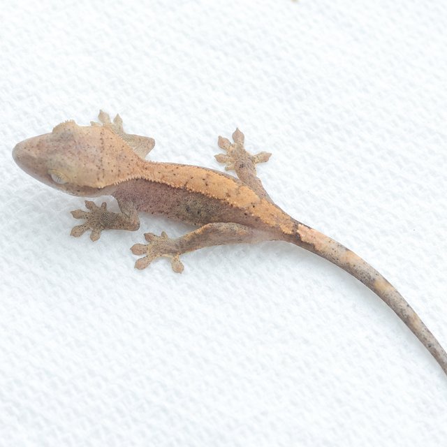 Hypo Normal