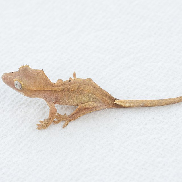 Normal Hypo